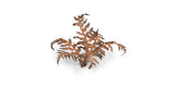 Gamers Grass Laser Plants Dry Bracken